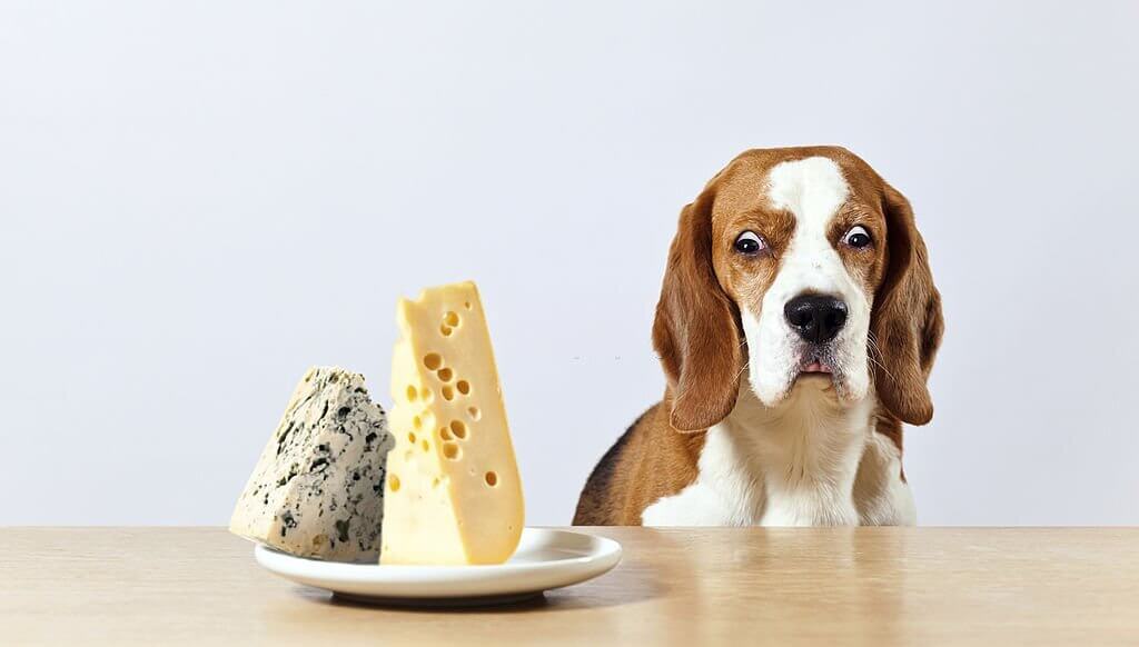 cheese jokes