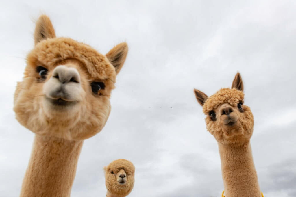 llama puns