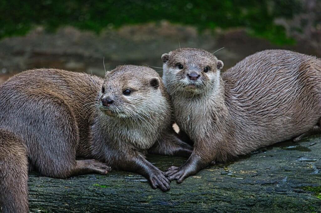 otter puns