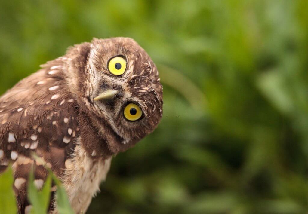 owl jokes