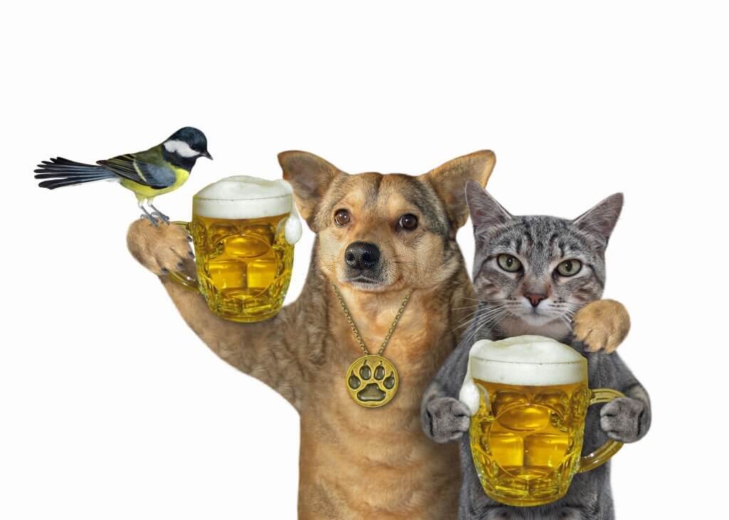 beer jokes