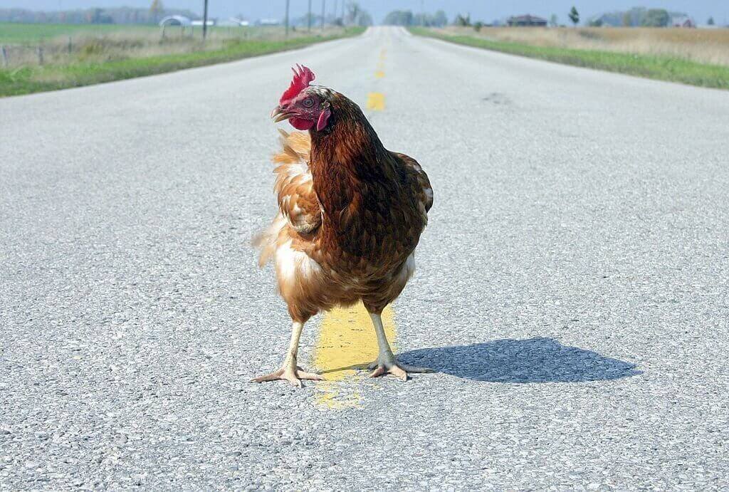 chicken cross the road jokes