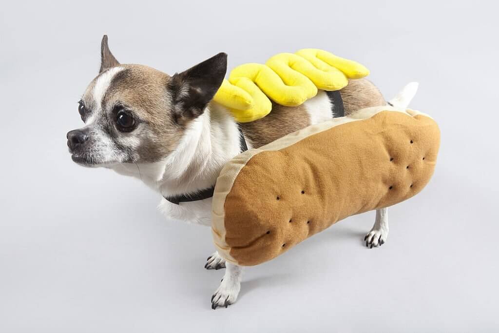 hot dog puns