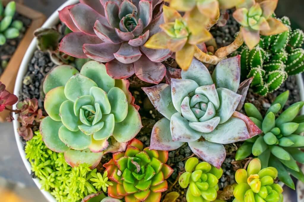 succulent puns