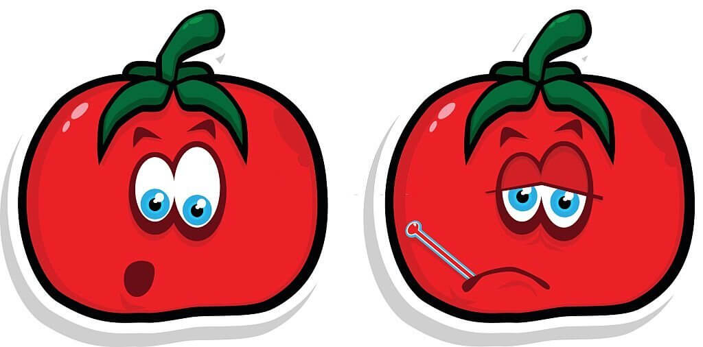 tomato puns