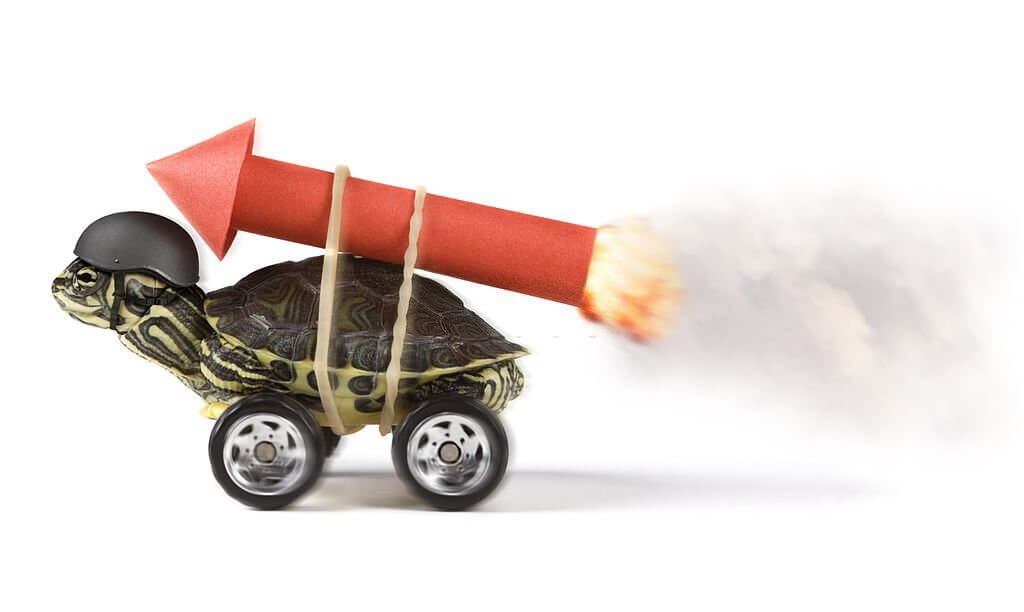 turtle jokes